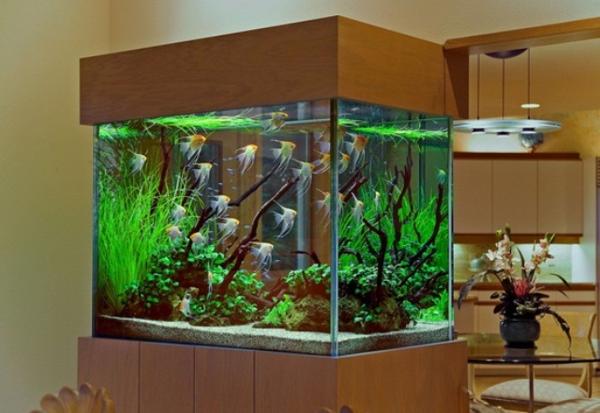 amazing aquariums for your home